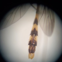 Leptomorphus hyalinus