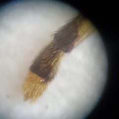 Leptomorphus hyalinus