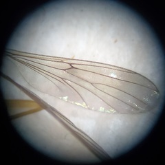 Leptomorphus hyalinus