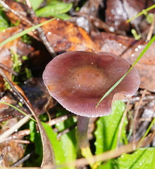 Thaxterogaster submagellanicus