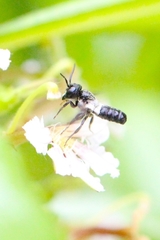 Megachile disjunctiformis