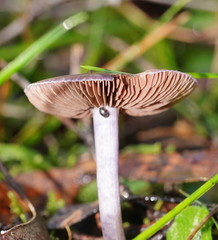 Thaxterogaster submagellanicus