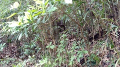 Sus scrofa moupinensis