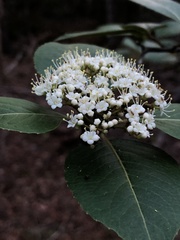 Viburnum cassinoides image