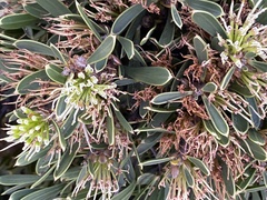 Hakea corymbosa