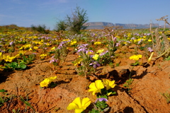 Oxalis hirta polioeides