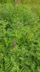 Astragalus davuricus