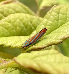 Graphocephala coccinea