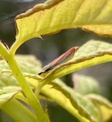 Graphocephala coccinea