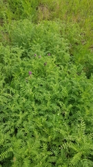 Astragalus davuricus