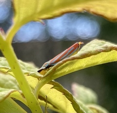Graphocephala coccinea