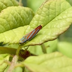 Graphocephala coccinea