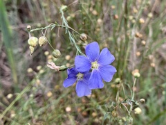 Linum perenne