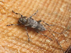 Acanthocinus griseus