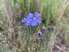 Linum perenne