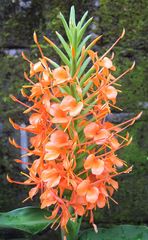 Hedychium coccineum