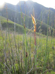 Elegia thyrsoidea