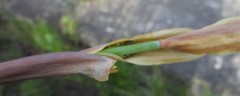 Elegia thyrsoidea