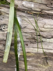 Zostera japonica