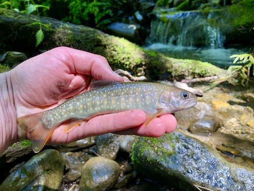 Whitespotted Char