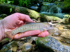 Salvelinus leucomaenis