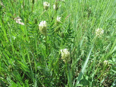 Astragalus inopinatus