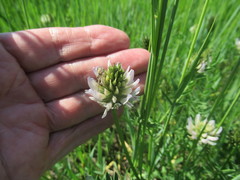 Astragalus inopinatus