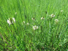 Astragalus inopinatus