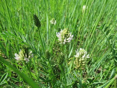 Astragalus inopinatus