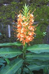 Hedychium coccineum