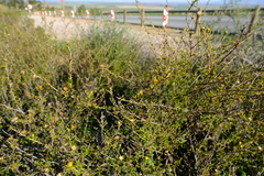 Marasmodes oubinae