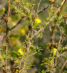 Marasmodes oubinae