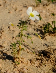 Oxalis viscosa