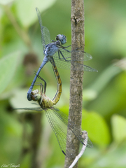 Erythrodiplax juliana