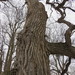 Smoothleaf Elm - Photo (c) Owen Clarkin, some rights reserved (CC BY-NC), uploaded by Owen Clarkin