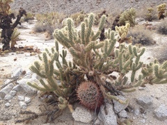 Cylindropuntia wolfii