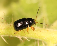 Cryptocephalus ocellatus