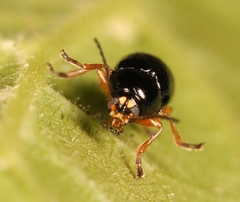 Cryptocephalus ocellatus