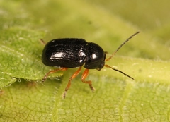 Cryptocephalus ocellatus