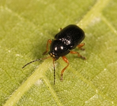 Cryptocephalus ocellatus