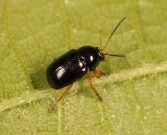 Cryptocephalus ocellatus