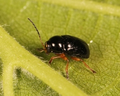 Cryptocephalus ocellatus