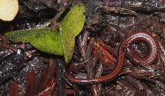 Batrachoseps gavilanensis