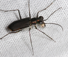 Myriochila semicincta