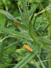 Lathronympha strigana