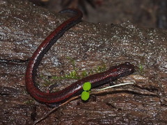 Batrachoseps gavilanensis