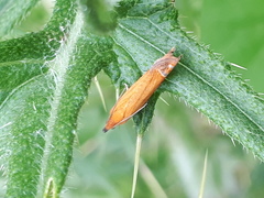 Lathronympha strigana
