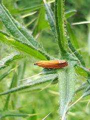 Lathronympha strigana