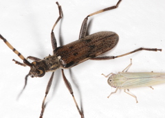 Didymocantha obliqua