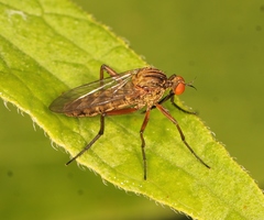 Empis livida